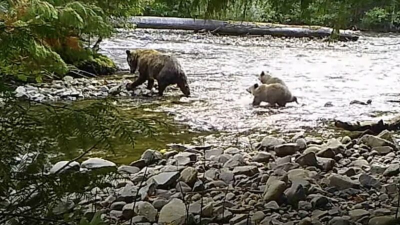 Trail Cam Shows Grizzly Bear and Cubs Catching Salmon in a River