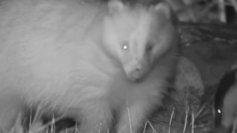 Unusual Blonde Badger Caught on Trail Cam Without Its Stripes