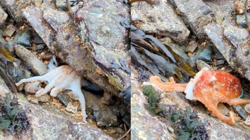 Watch an Octopus Change Color in the Blink of an Eye