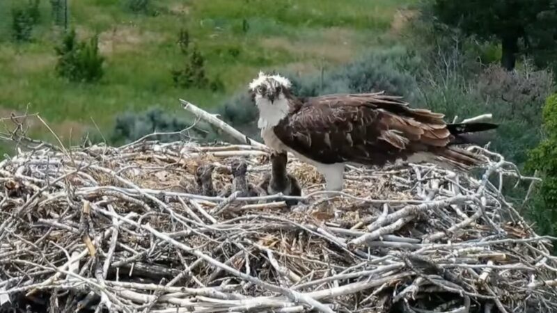 Watch Baby Ospreys on a Live Cam to Brighten Your Day