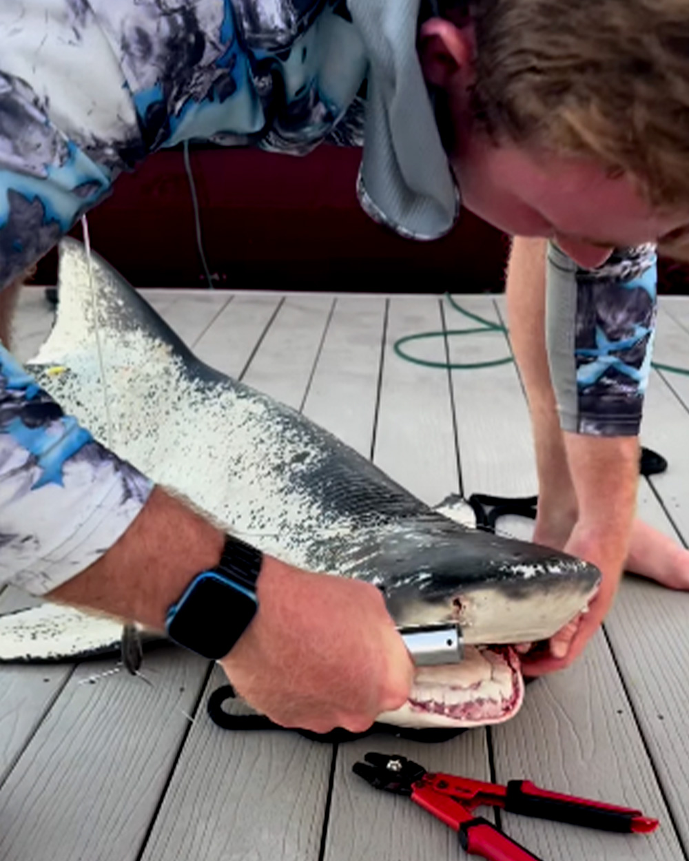 Angler unhooks piebald lemon shark.