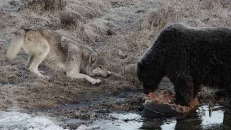 WATCH: Playful Wolf Just Wants a Teeny Bite of a Grizzly’s Meal