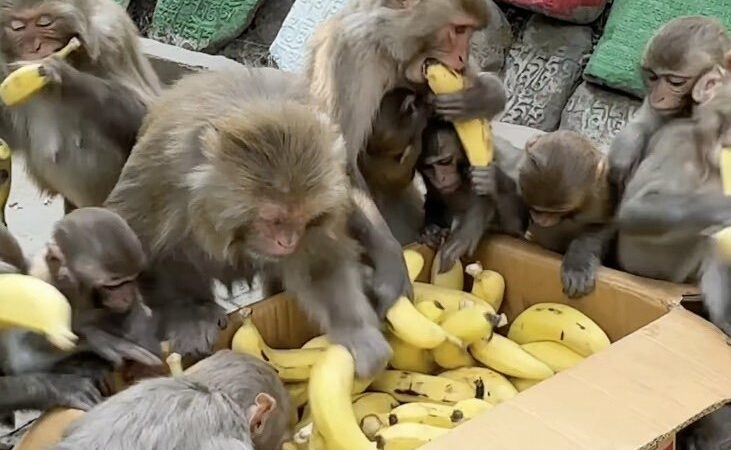 WATCH: Yep, Monkeys Go Absolutely Bananas for Bananas