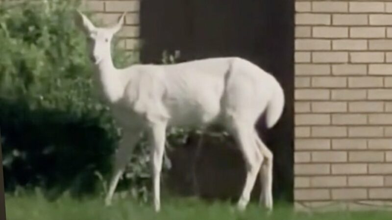 ‘We Were in Awe’: Couple Spots an All-White Deer Near Detroit