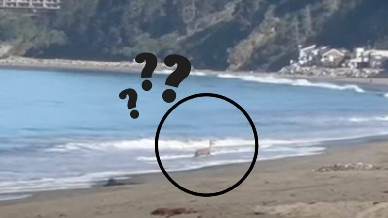 What’s That Swimming in the Pacific Ocean? It’s Definitely a Deer.