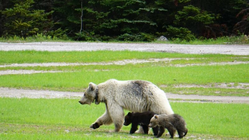 White Grizzly and Her Cubs Killed in Separate Car Crashes 12 Hours Apart