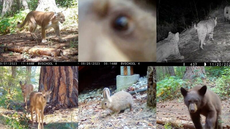 Wholesome Story Alert: Elementary Students Learn About Wildlife via Trail Cams