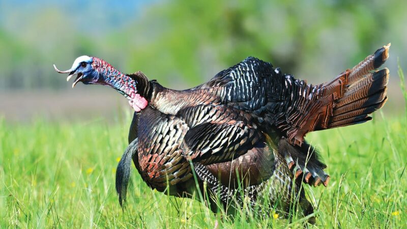 WI Daily Update: A record-setting spring turkey season in Iowa – Outdoor News