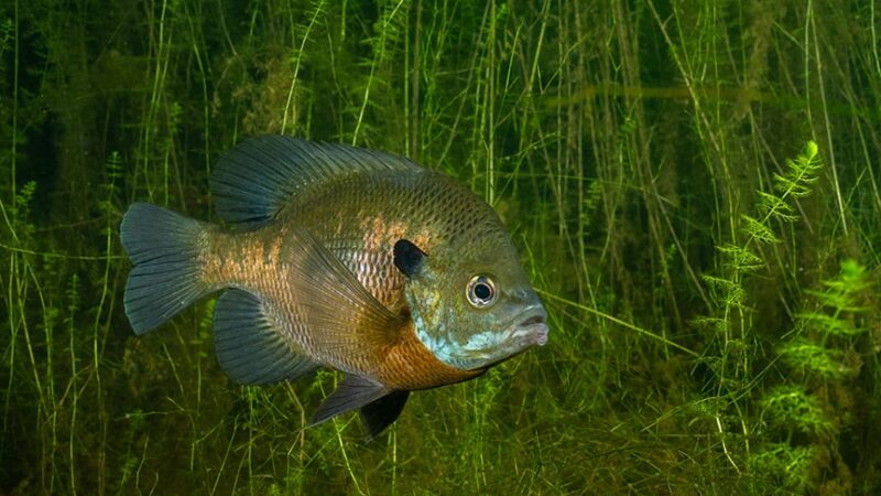 WI Daily Update: Catch big bluegills on deep weedlines – Outdoor News