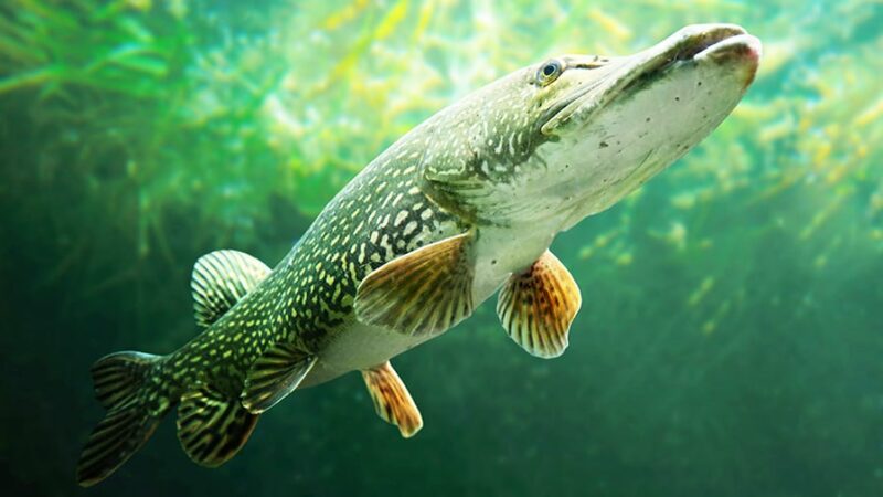 WI Daily Update: Keep pike from breaking your line while walleye fishing – Outdoor News