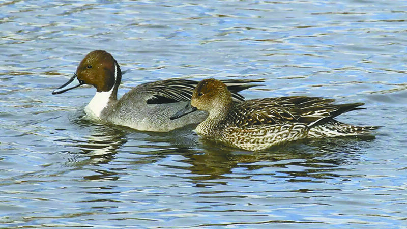 WI Daily Update: Might a bigger bag limit be coming for pintails? – Outdoor News