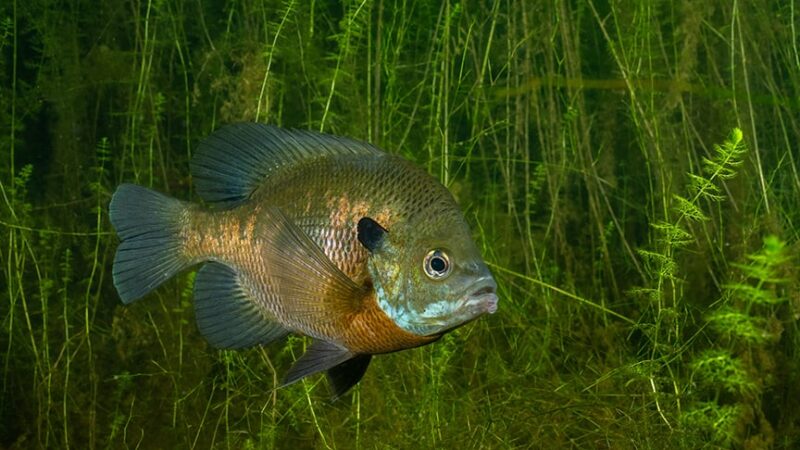 WI Daily Update: Search deeper water for big bluegills – Outdoor News