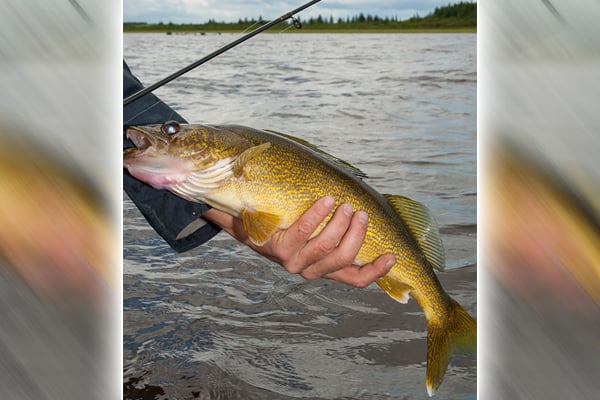 WI Daily Update: Support walleye research by fishing on Escanaba Lake – Outdoor News