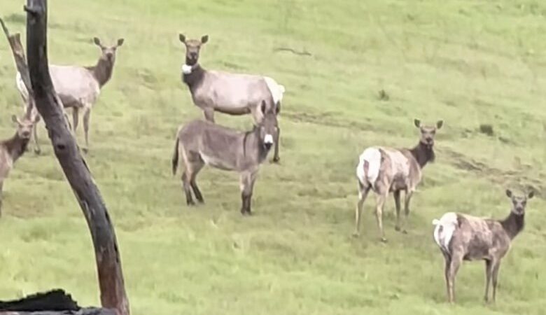 Wild Elk Herd Adopts Diesel the Lost Donkey
