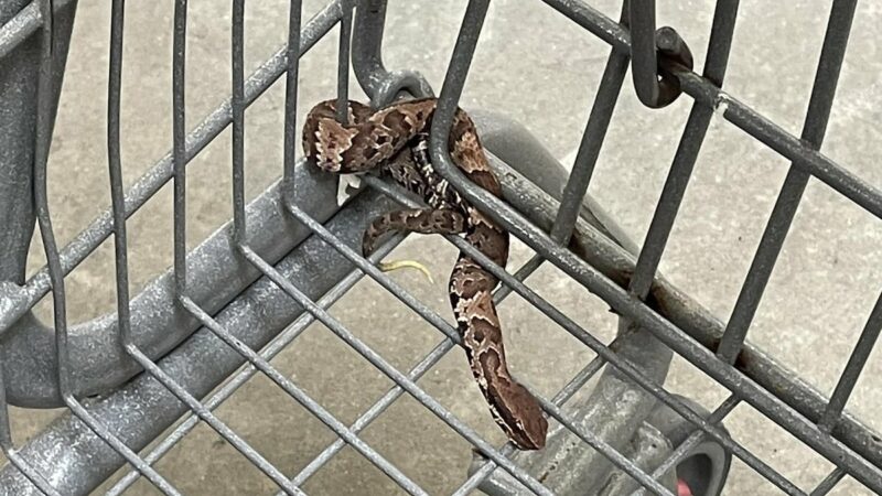 Woman Finds Venomous Snake in Her Walmart Shopping Cart