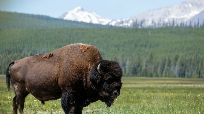 Woman Gored by Bison in Yellowstone National Park