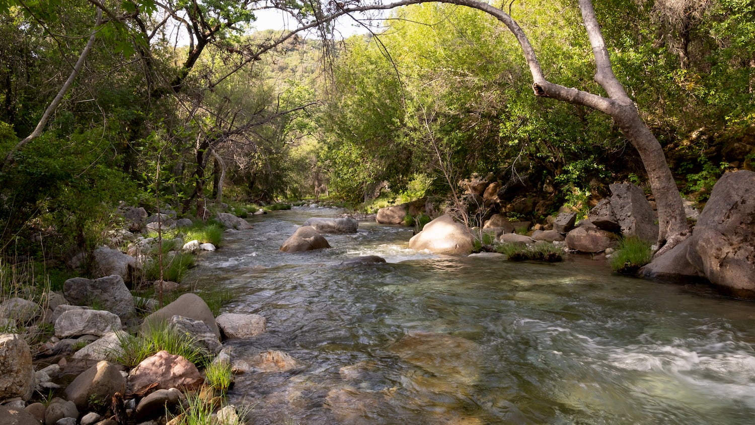 Santa Ynez River in Los Padres National Forest