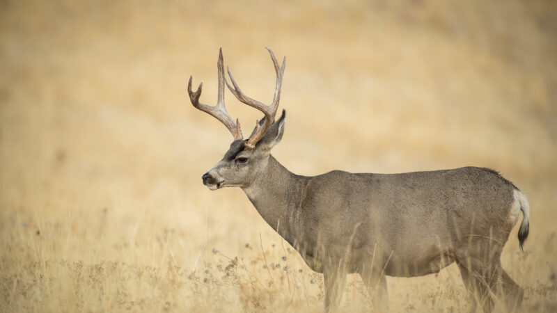 Are Chronic Wasting Disease Fears Making People Quit Deer Hunting?