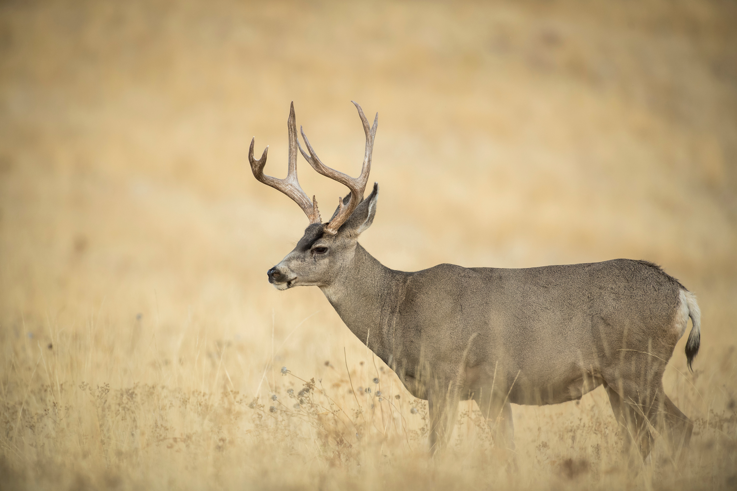 mule deer