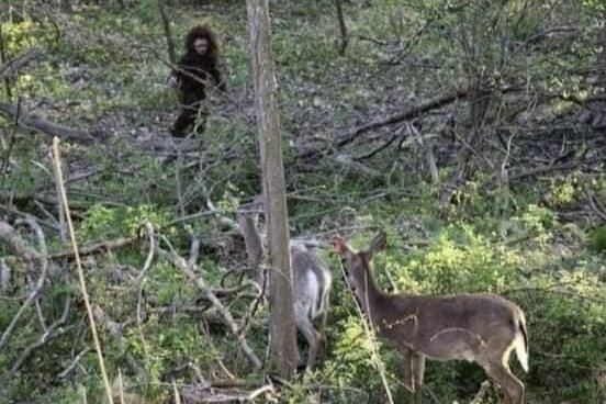 Baby Bigfoot Photo Goes Viral, Sparks Debate
