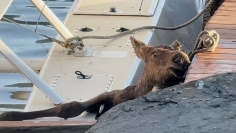 Baby Moose Gets Stuck, But Mama Moose Doesn’t Want Help
