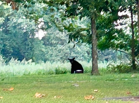Bear sightings confirmed at southern sites in Illinois – Outdoor News
