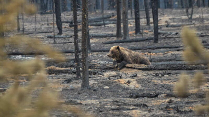 Beloved Grizzly Bear Family Safe Amid Devastating Jasper Wildfire