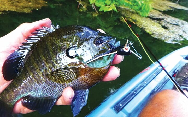 Ben Moyer: Still water and sunfish offer fun fly-fishing lessons – Outdoor News