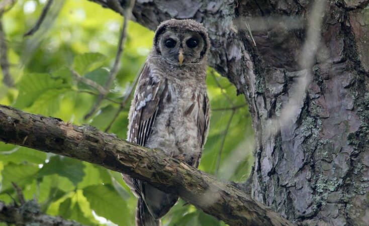 Beyond Minnesota: To save spotted owls, officials plan to kill thousands of barred owls in West Coast forests – Outdoor News