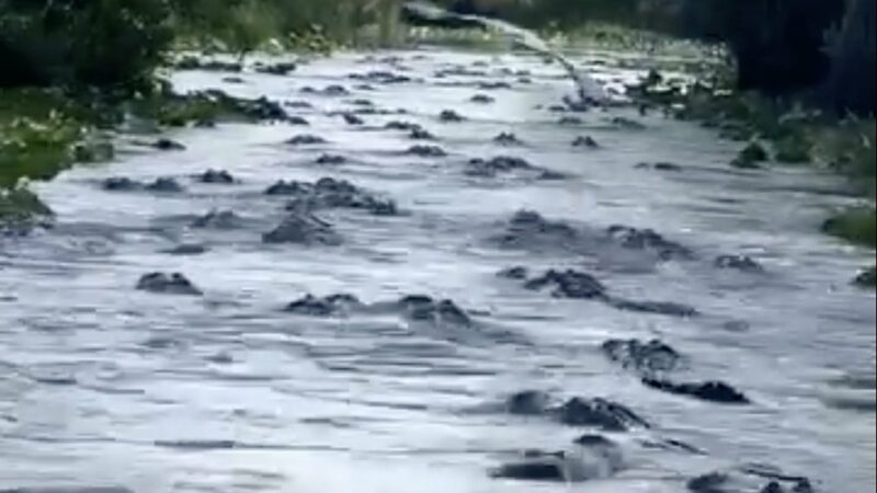 Boater Runs Into Swarm of Alligators, Passes Through Anyway