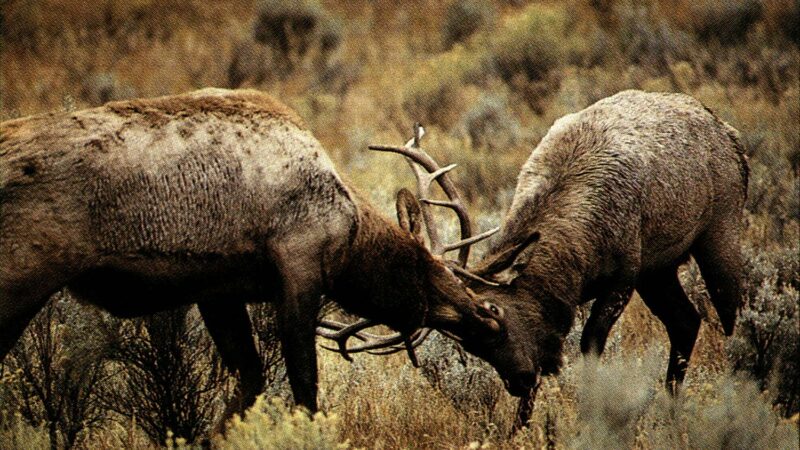 Breaking the Rules to Kill a Bull Elk, from the Archives