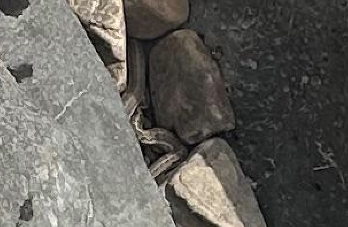 close up of hidden snake in picture