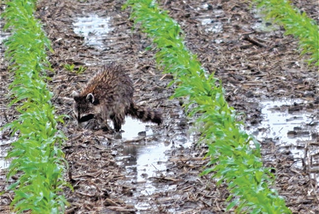 Canine distemper hurting raccoon populations in Ohio, elsewhere – Outdoor News