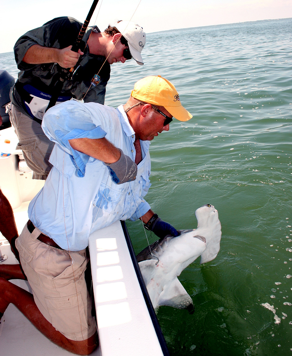 Landing a hammerhead shark.