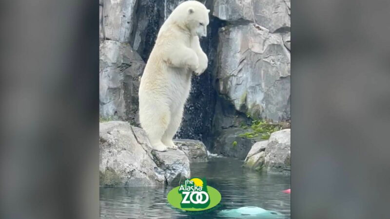 Check Out This Gold-Medal-Worthy Dive (From a Polar Bear)