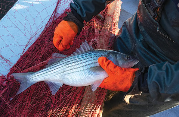 Chesapeake Bay striped bass need a summer vacation from anglers – Outdoor News