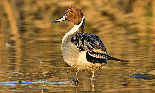 Commentary: A grateful duck hunter’s take on pintail proposal – Outdoor News