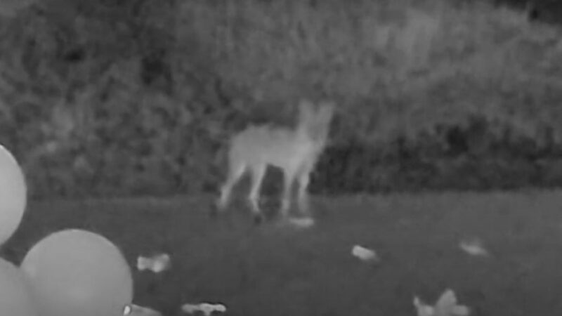 Coyote Plays With Dog Toys, Just Wants to Be Part of the Family