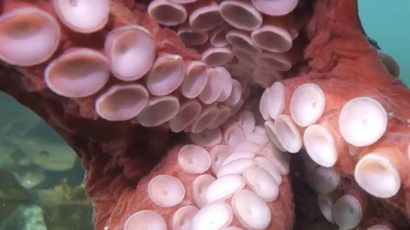 Diver Gets a Face Full of Suckers When Giant Octopus Hugs Her