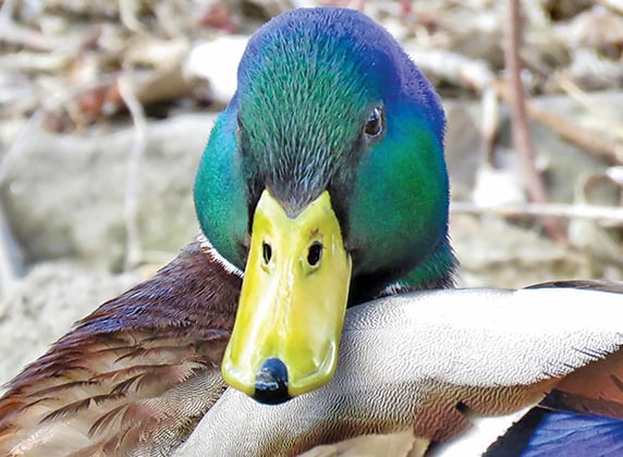 Ducks Unlimited, partners surpass important wetlands conservation milestone – Outdoor News