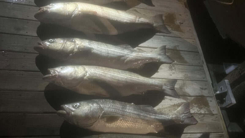 East Coast Poacher ‘Caught Red-Handed’ with 14 Oversized Stripers Admitted He Planned to Sell Them