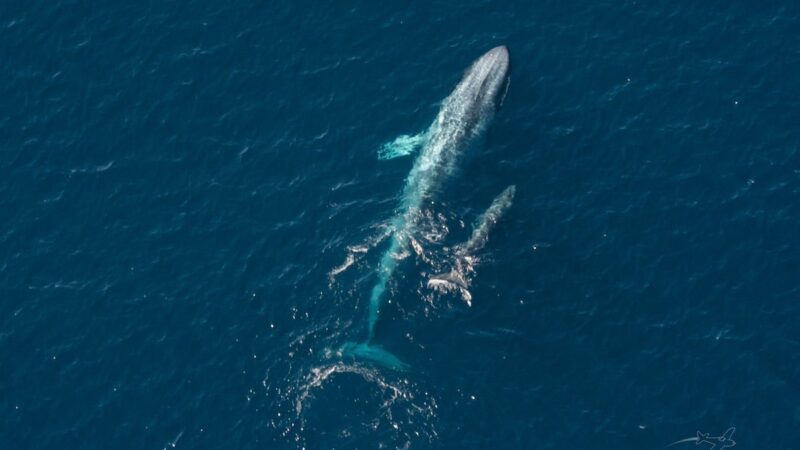 ‘Enormous Bundle of Joy’: Rare Photos of a Pygmy Blue Whale Calf