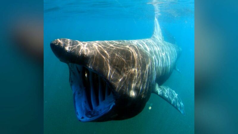 First Footage of a Boat Striking a Massive Basking Shark