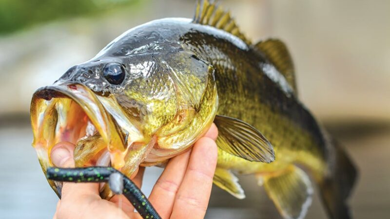 Fishing regulations to be relaxed at McKinley Lake in Creston, Iowa – Outdoor News
