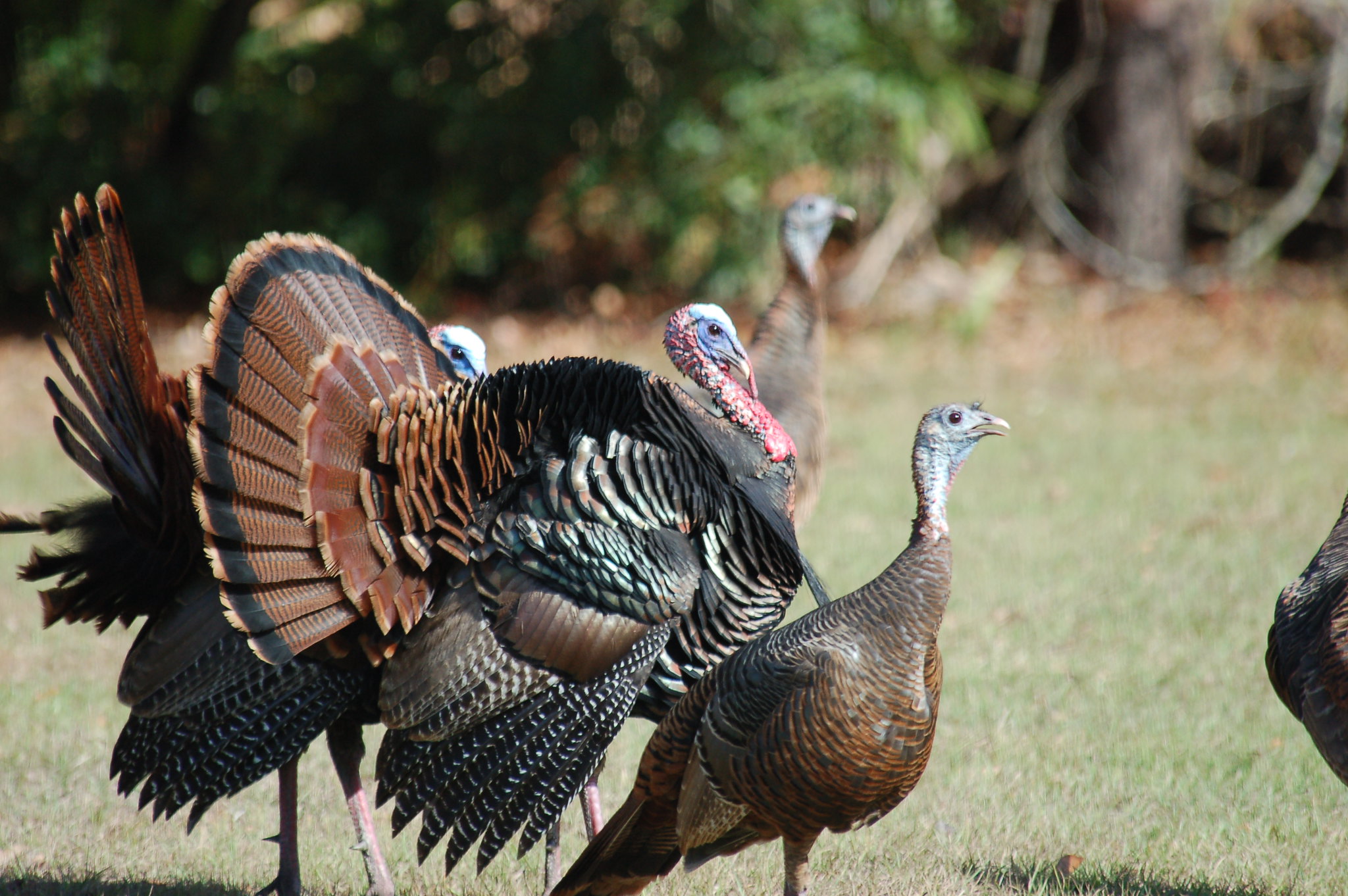 A flock of wild turkeys in Florida.