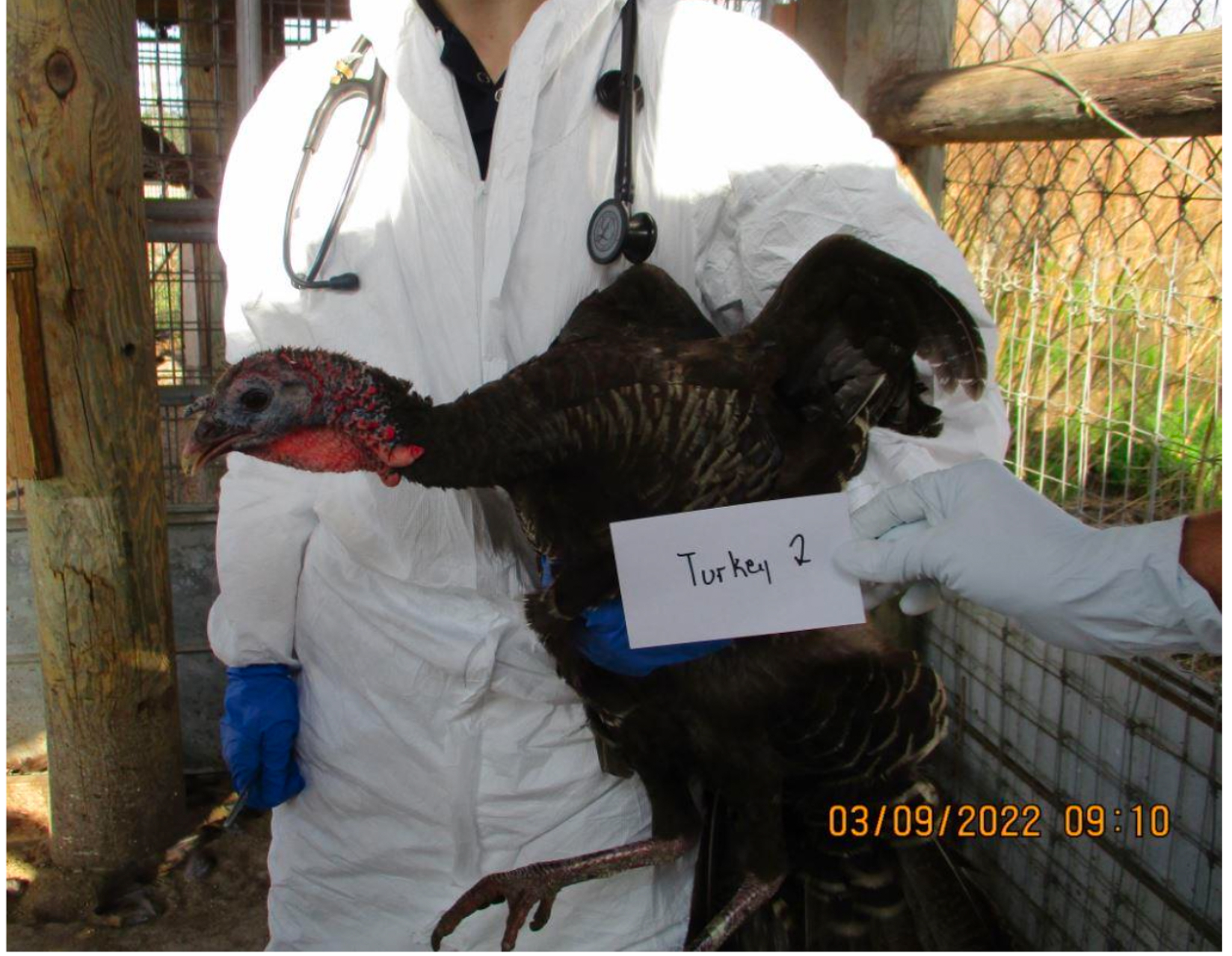 A domestic-raised turkey being sampled for DNA during a search warrant.