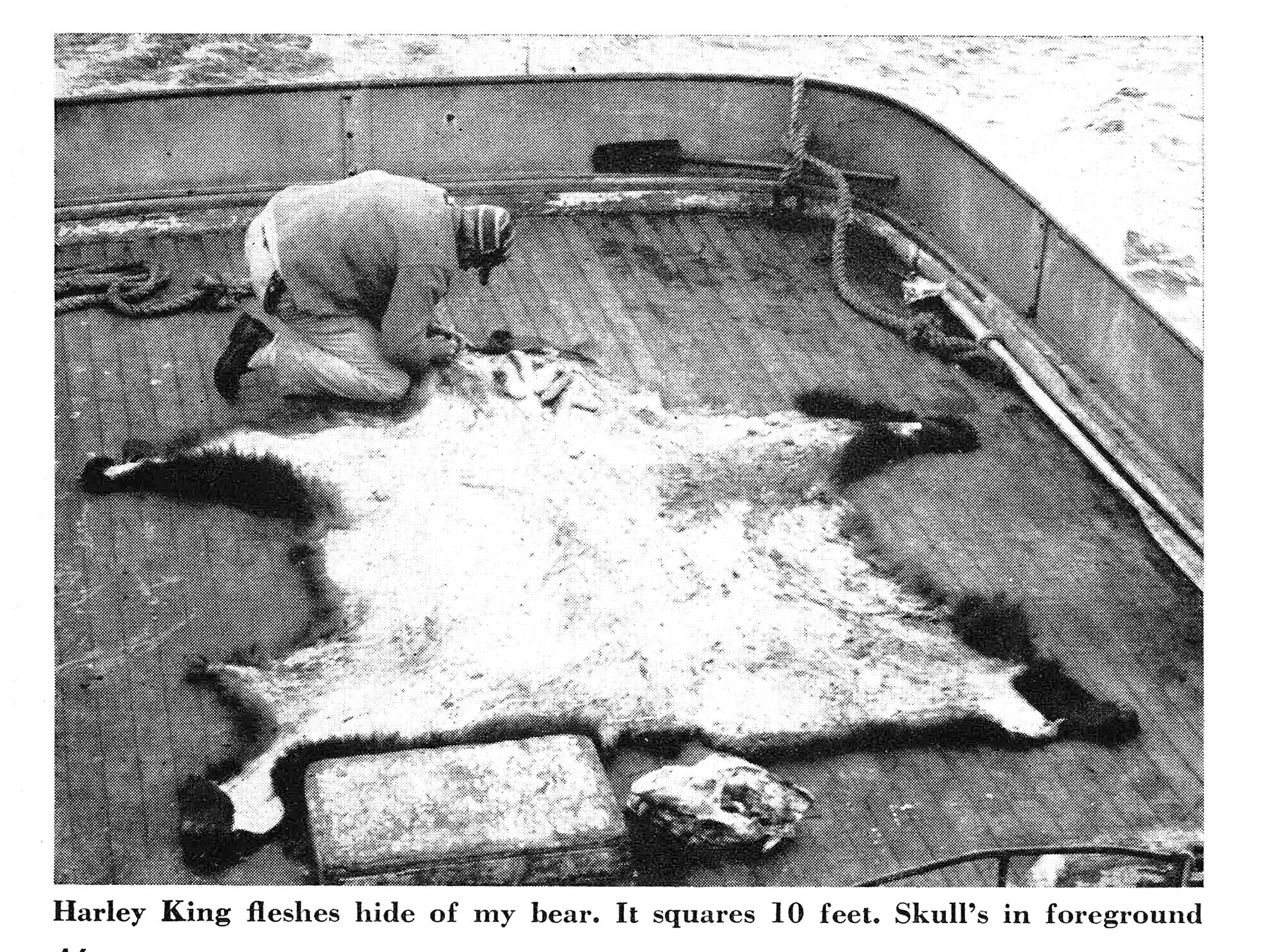 A salted bear hide.