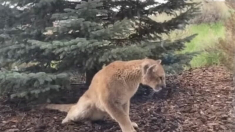 Frightening Disease Causes Partial Paralysis in Mountain Lions