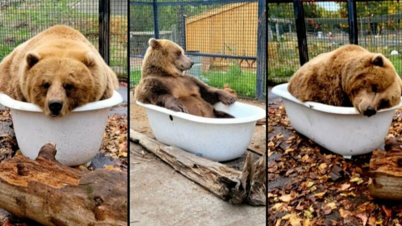Grizzly Bears Lounging in a Clawfoot Tub Is Hysterical