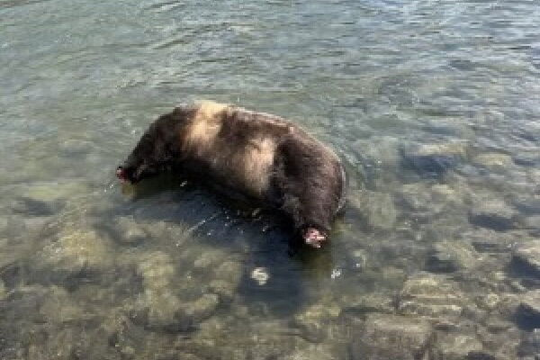 Headless, Pawless Grizzly Bear Carcass Has an Interesting Story